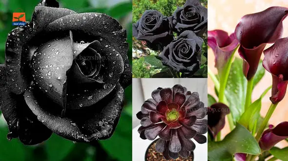 فال و طالع بینی روزانه 27 فروردین + فیلم 