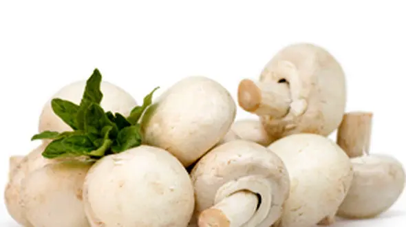 قیمت قارچ درجه یک در بازار چقدر است؟