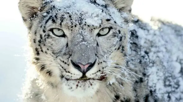 دو چهره ابهت و آرامش در حیات وحش