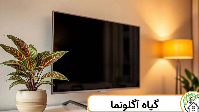 آگلونما