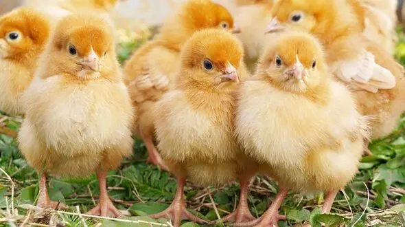 امگا ۳، راه‌حلی برای کاهش استرس پرورش متراکم در جوجه‌های گوشتی