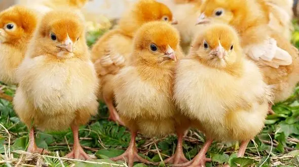 امگا ۳، راه‌حلی برای کاهش استرس پرورش متراکم در جوجه‌های گوشتی