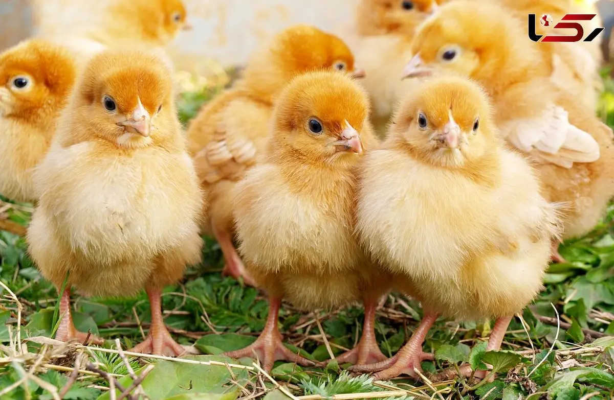 امگا ۳، راه‌حلی برای کاهش استرس پرورش متراکم در جوجه‌های گوشتی