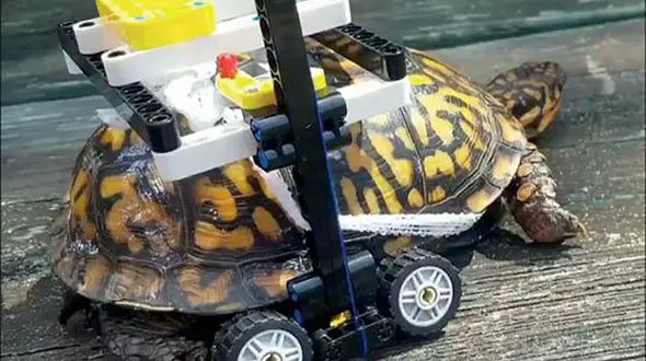 ویلچر لگویی برای لاک پشت آسیب دیده +عکس
