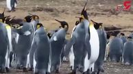 دعوای بامزه‌ی پنگوئن‌ها+فیلم