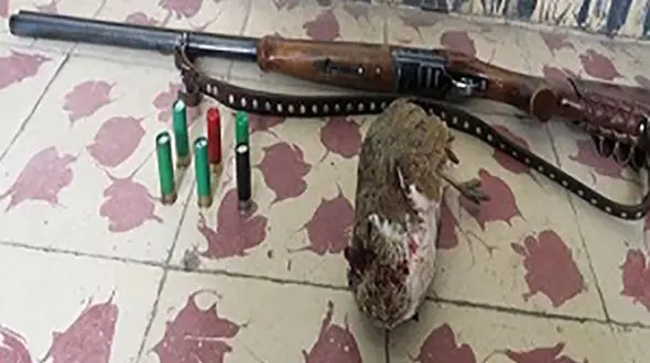 دستگیری شکارچی پرنده حمایت شده در اردبیل