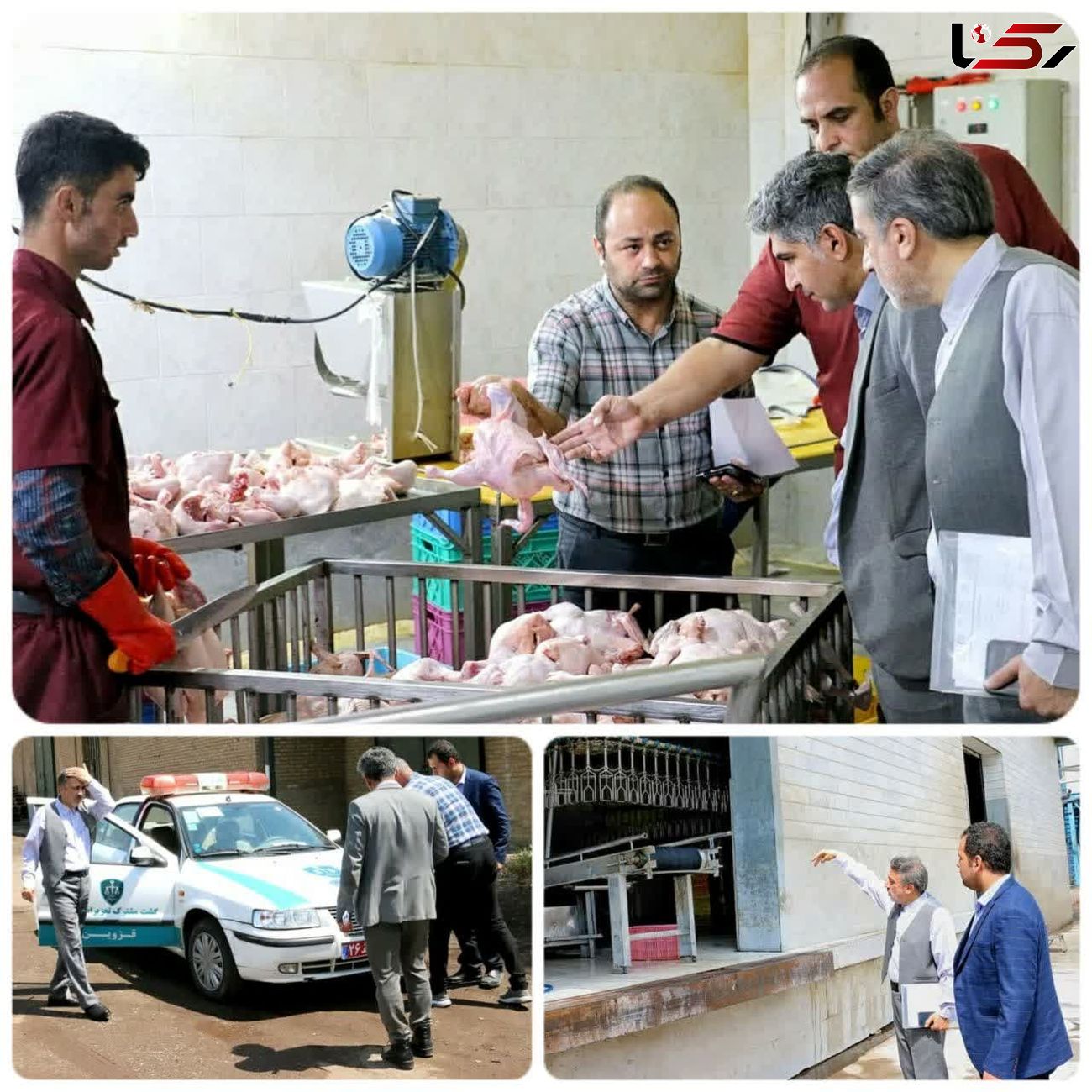 بازدید سر زده از کشتارگاه مرغ در قزوین