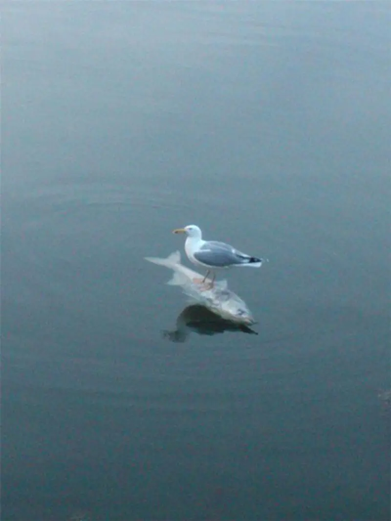 گوناگون