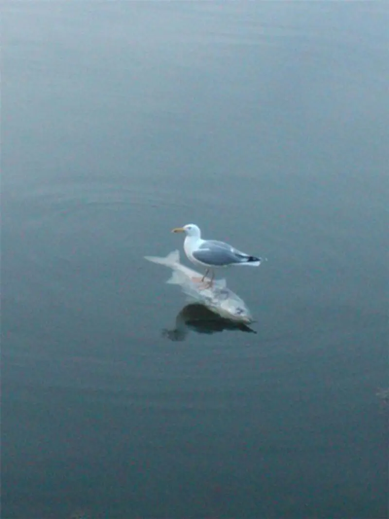 گوناگون