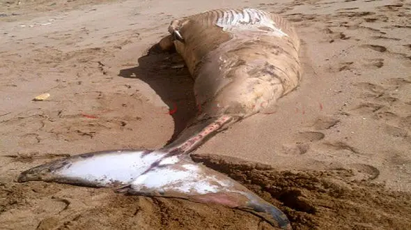 لاشه نهنگ عظیم الجثه در ساحل چابهار پیدا شد+ عکس