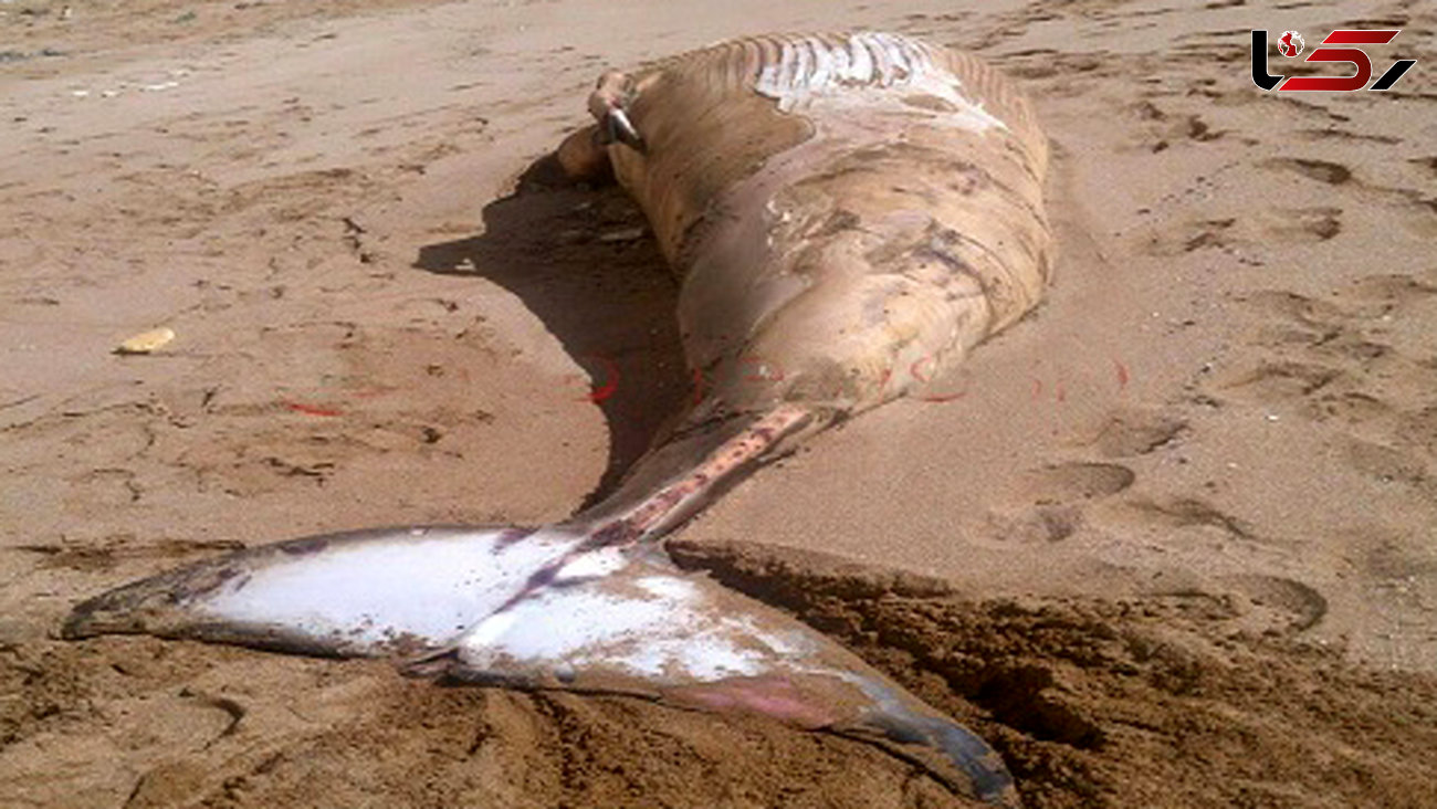 لاشه نهنگ عظیم الجثه در ساحل چابهار پیدا شد+ عکس