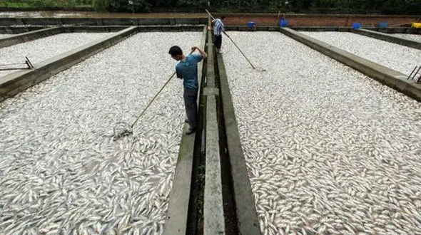 تولید ۹۰ هزارتن ماهی قزل آلا در کشور