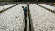 تولید ۹۰ هزارتن ماهی قزل آلا در کشور