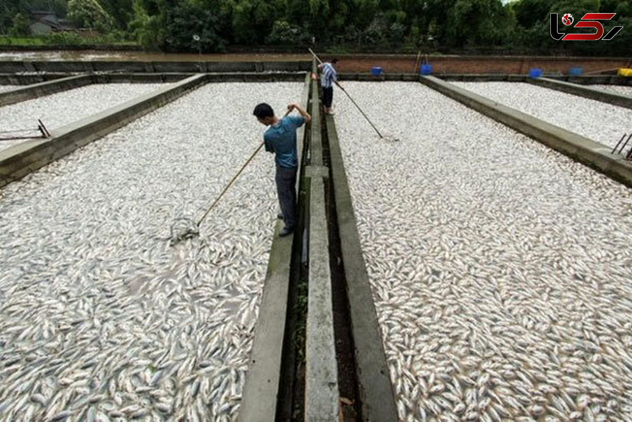 تولید ۹۰ هزارتن ماهی قزل آلا در کشور