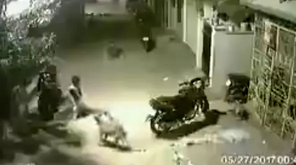 پسر بچه شجاع چندین سگ را فراری داد + فیلم