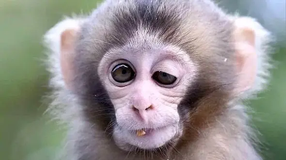 تصمیم گیری میمون ها با امواج فراصوتی 