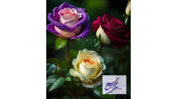 فال ابجد واقعی 7 آذر + فیلم