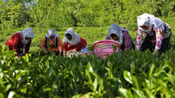صنعت چای در آستانه فروپاشی/ چایکاران دست به دامن قوه قضاییه شدند