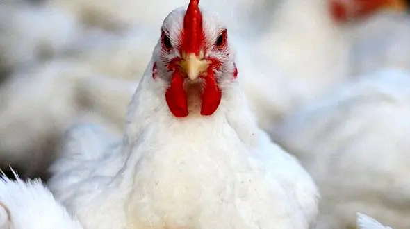 قیمت جدید مرغ زنده اعلام شد