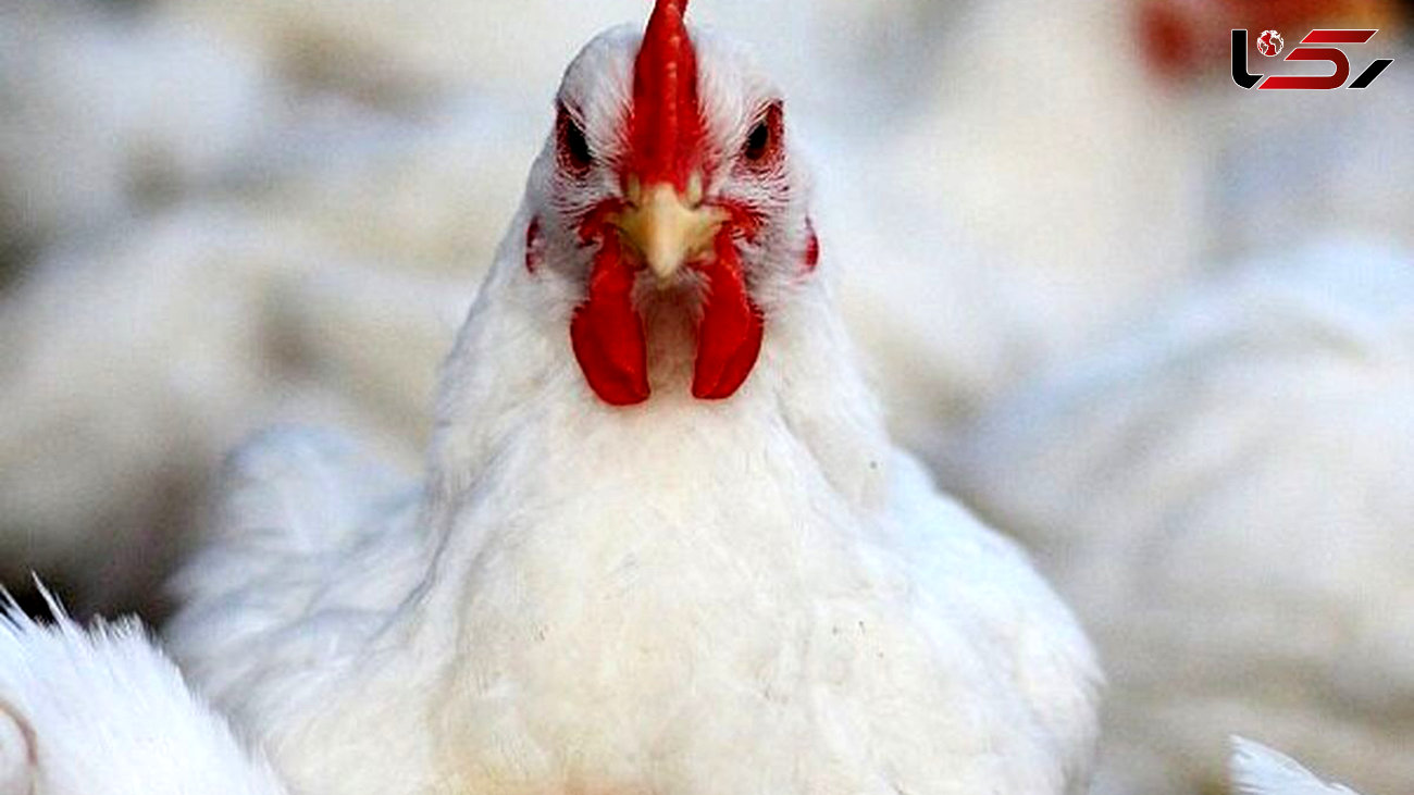قاچاق 2 هزار مرغ زنده در همدان