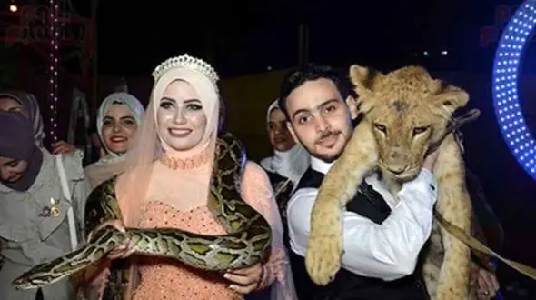 عجیب‌ترین جشن نامزدی در قفس شیرها + فیلم و تصاویر