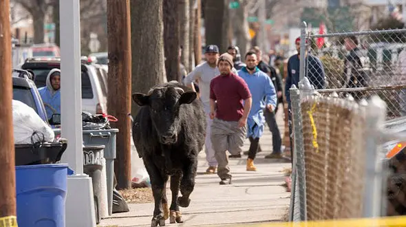 جولان وحشتناک گاو وحشی در شهر