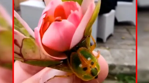 فیلم استتار باورنکردنی حشره‌ای که شبیه گل است