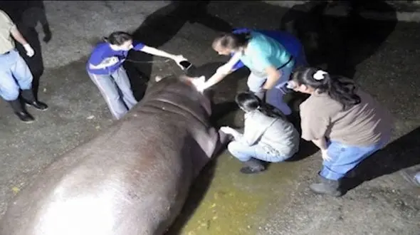 مرگ اسب آبی یک باغ وحش هزاران نفر از مردم شهر را غمگین کرد + گزارش تصویری