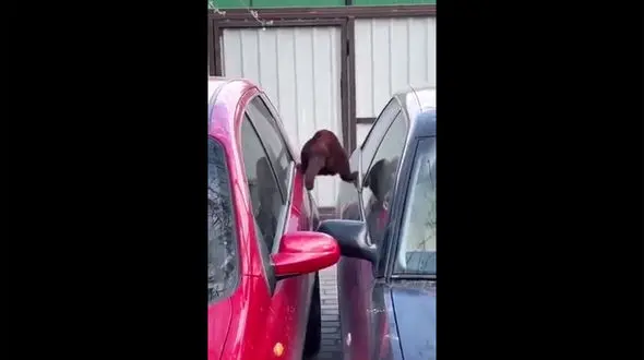 ببینید | حرکات آکروباتیک یک گربه در بین دو خودروی سواری/  گربه ای که اسپایدرمن  شد + فیلم