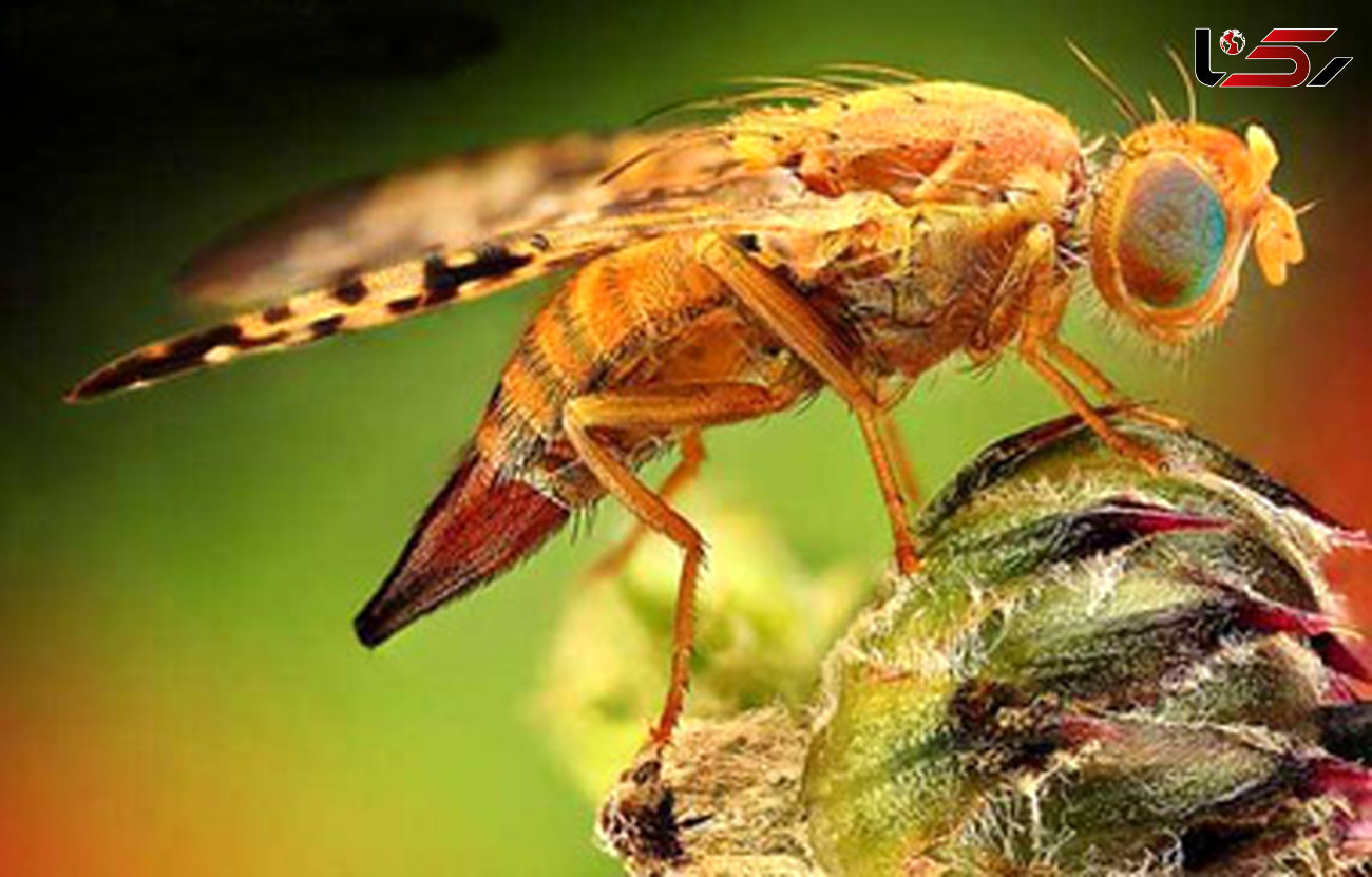 خروج حشرات از روی زمین چه تبعاتی دارد؟