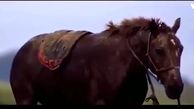سرنوشت زیبای اسبی که در باتلاق گیر کرده بود + فیلم