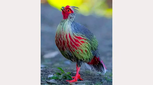 شاهکار رنگ ها در یک قرقاول + عکس