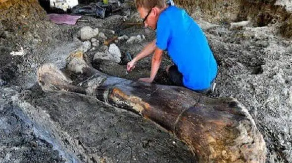 کشف استخوان ۲ متری دایناسور ۱۴۰ میلیون ساله  در فرانسه+ عکس
