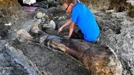 کشف استخوان ۲ متری دایناسور ۱۴۰ میلیون ساله  در فرانسه+ عکس