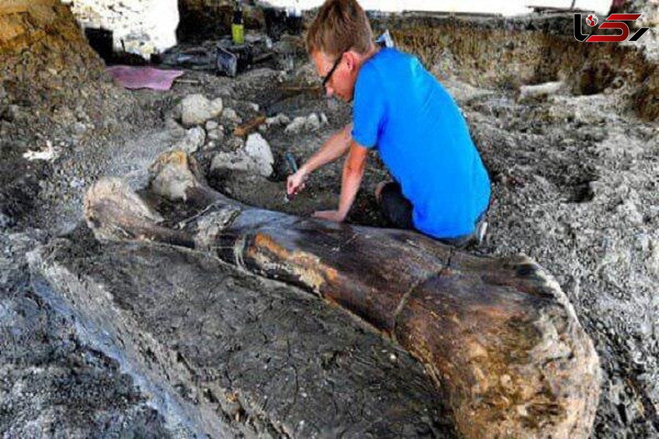 کشف استخوان ۲ متری دایناسور ۱۴۰ میلیون ساله  در فرانسه+ عکس