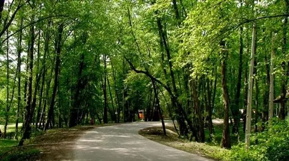 آیا جنگل های تهران را می شناسید؟