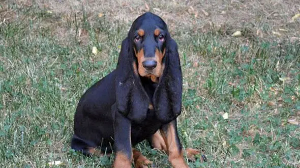 این سگ گوش های خر را دارد + عکس