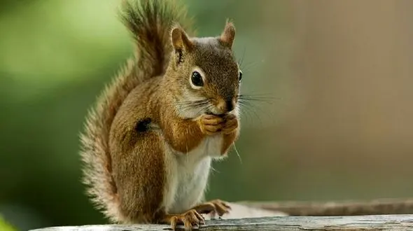  برای اولین بار سنجاب دلمارویی را ببینید + فیلم