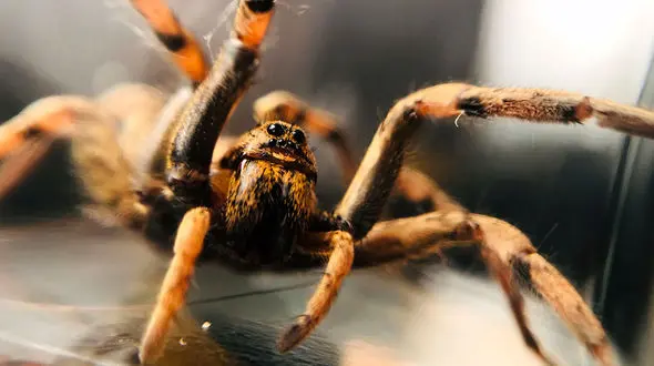 گیر افتادن مار در دام عنکبوت + فیلم