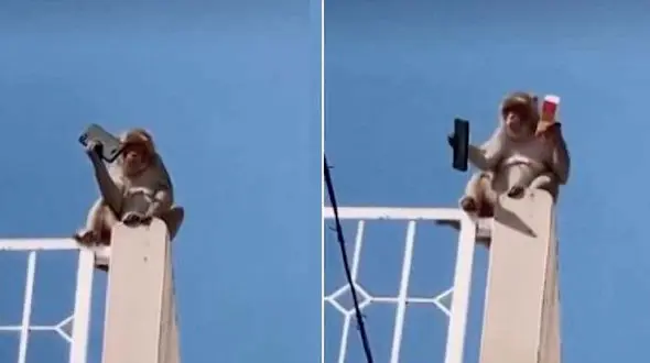 شرط یک میمون برای پس دادن موبایل ! + فیلم 