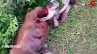 جسد مادر و گریه های بچه میمون! + فیلم