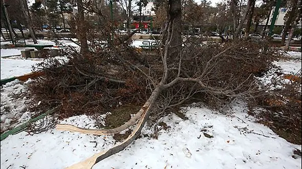 فیلم شکستن درختان  ارومیه زیر بارش سنگین برف