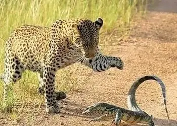 فیلم/ مستند حیات وحش حیوانات؛ نبرد تماشایی پلنگ و بزمجه؛ وقتی طعمه ورق را برمی گرداند