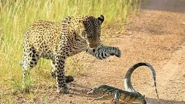 مستند حیات وحش حیوانات؛ نبرد تماشایی پلنگ و بزمجه؛ وقتی طعمه ورق را برمی گرداند