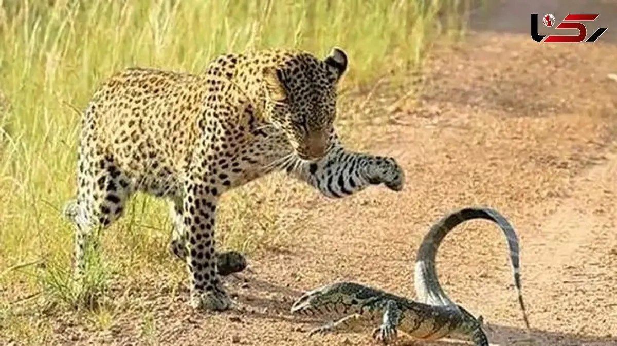 فیلم/ مستند حیات وحش حیوانات؛ نبرد تماشایی پلنگ و بزمجه؛ وقتی طعمه ورق را برمی گرداند