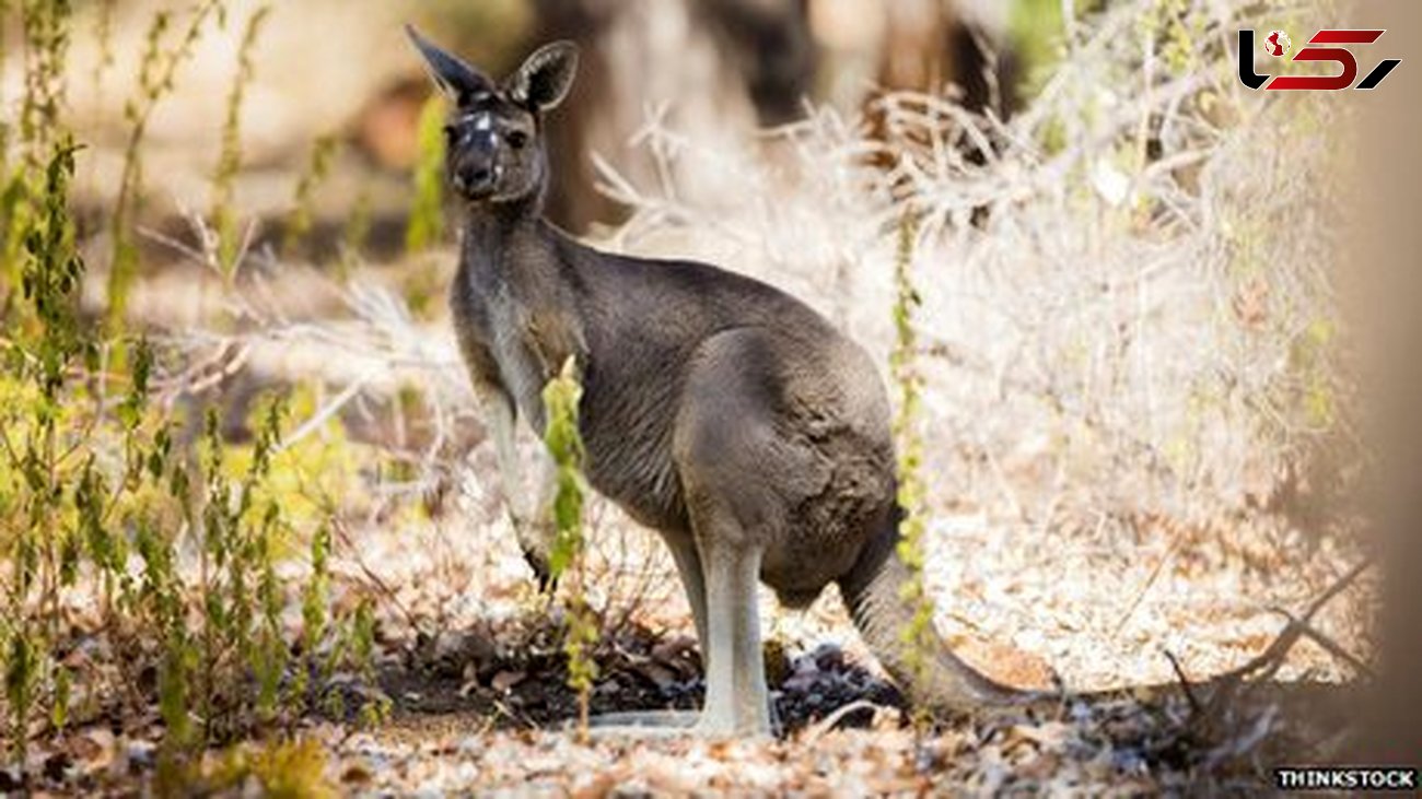 چالش بر سر افزایش جمعیت کانگوروها در استرالیا