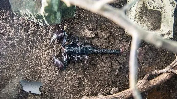 زهر مرگبار عقرب بر جان کودک 6 ساله بشاگردی