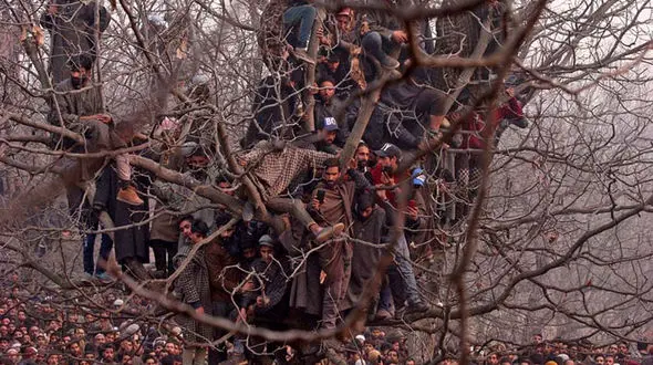 درختی با میوه های  آدم !+ عکس عجیب