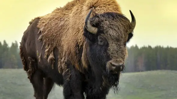 از حمله بوفالو به ماشین تا حرکات نمایشی دلفین ها