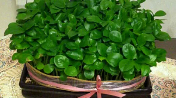  سبزه های عیدتان را با تخمه کدو بکارید